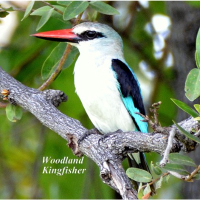 Woodland Kingfisher